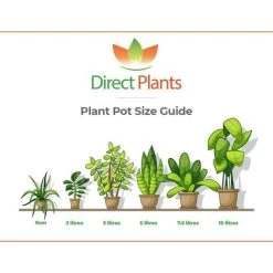 Dwarf Patio Miniature Victoria Plum Fruit Tree 3-4ft Supplied In A 5 Litre Pot -Elegant Store 60698684 3