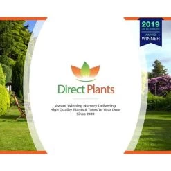 Dwarf Patio Miniature Victoria Plum Fruit Tree 3-4ft Supplied In A 5 Litre Pot -Elegant Store 60698684 5