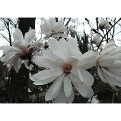 Magnolia Stellata Plant Tree Extra Large 3-4ft Supplied In A 7.5/10 Litre Pot