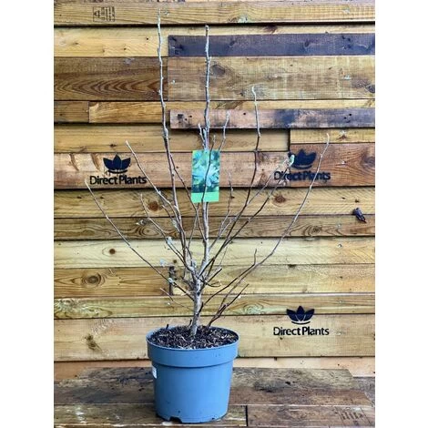 Magnolia Stellata Plant Tree Extra Large 3-4ft Supplied In A 7.5/10 Litre Pot 2 Magnolia Stellata Plant Tree Extra Large 3-4ft Supplied In A 7.5/10 Litre Pot - Image 2