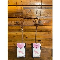Prunus Nipponica Ruby Dwarf Patio Flowering Japanese Cherry Tree 3-4ft Supplied In A 5 Litre Pot … -Elegant Store 90970907 3