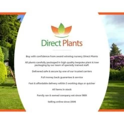 Prunus Nipponica Ruby Dwarf Patio Flowering Japanese Cherry Tree 3-4ft Supplied In A 5 Litre Pot … -Elegant Store 90970907 4